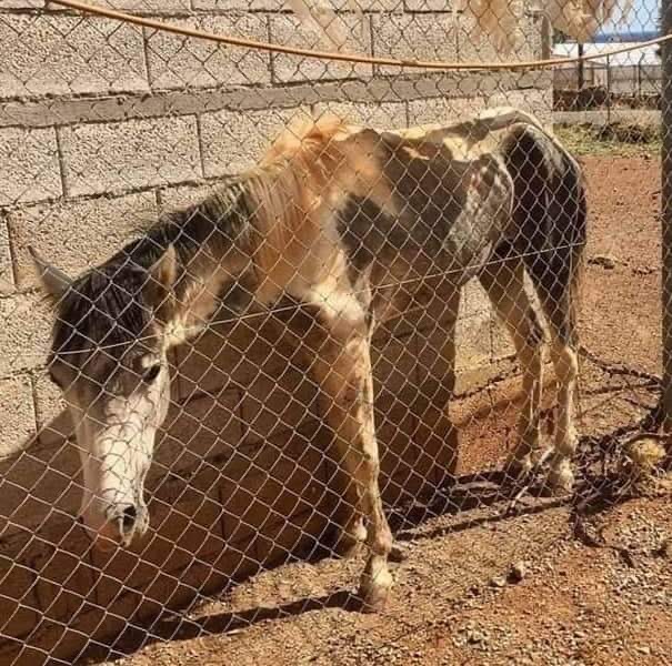 Η (μη) προστασία των ιπποειδών στον νέο νόμο για τα ζώα συντροφιάς