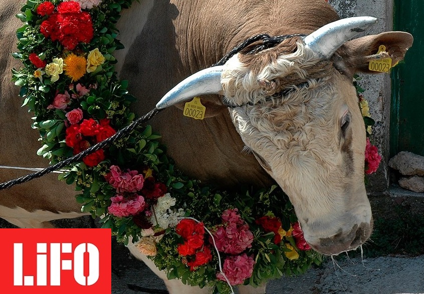Στη Λέσβο σφάζουν ζώα χωρίς αναισθησία σε πανηγύρια -Βαρβαρότητα και παρανομία