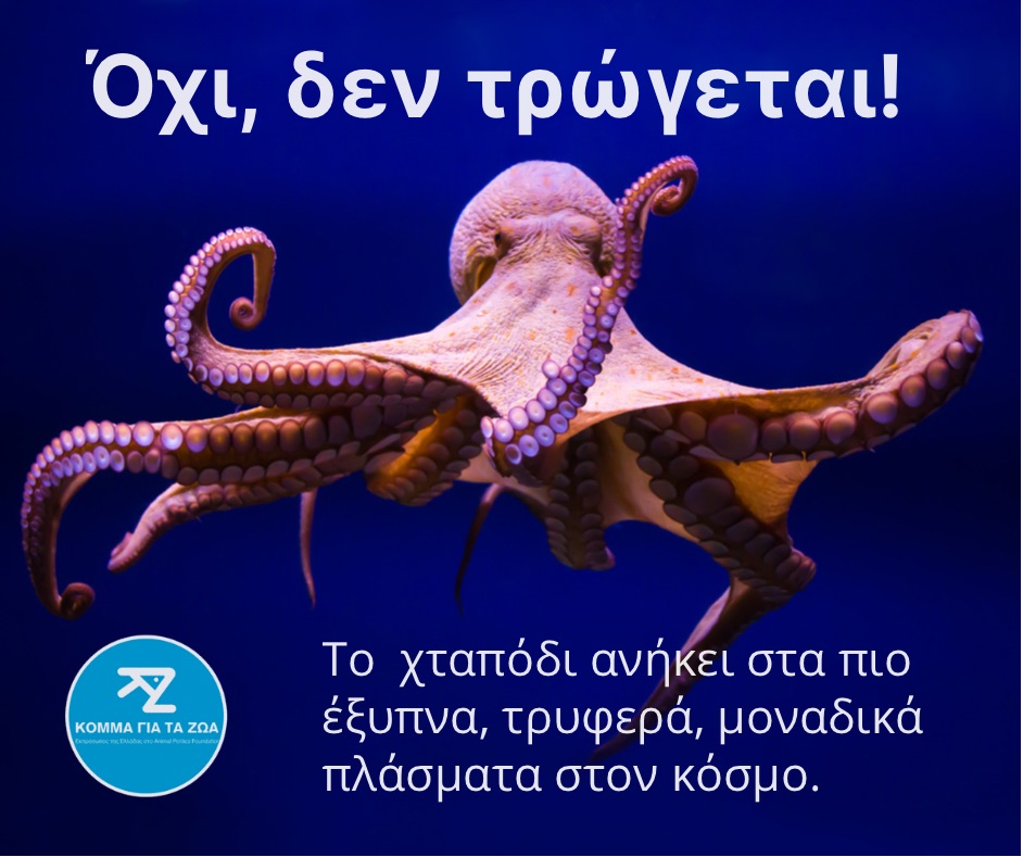 Το χταπόδι δεν τρώγεται!