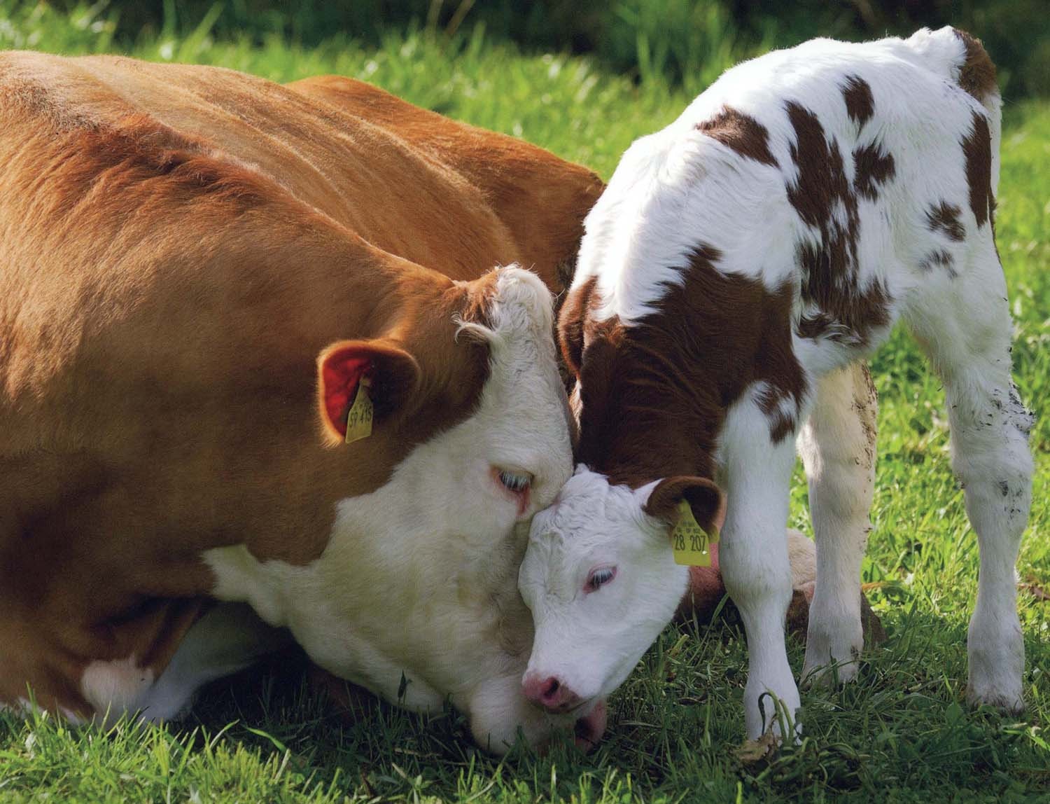 Γίνε… beefatarian! Μία ντροπιαστική καμπάνια της Ευρωπαϊκής Ένωσης